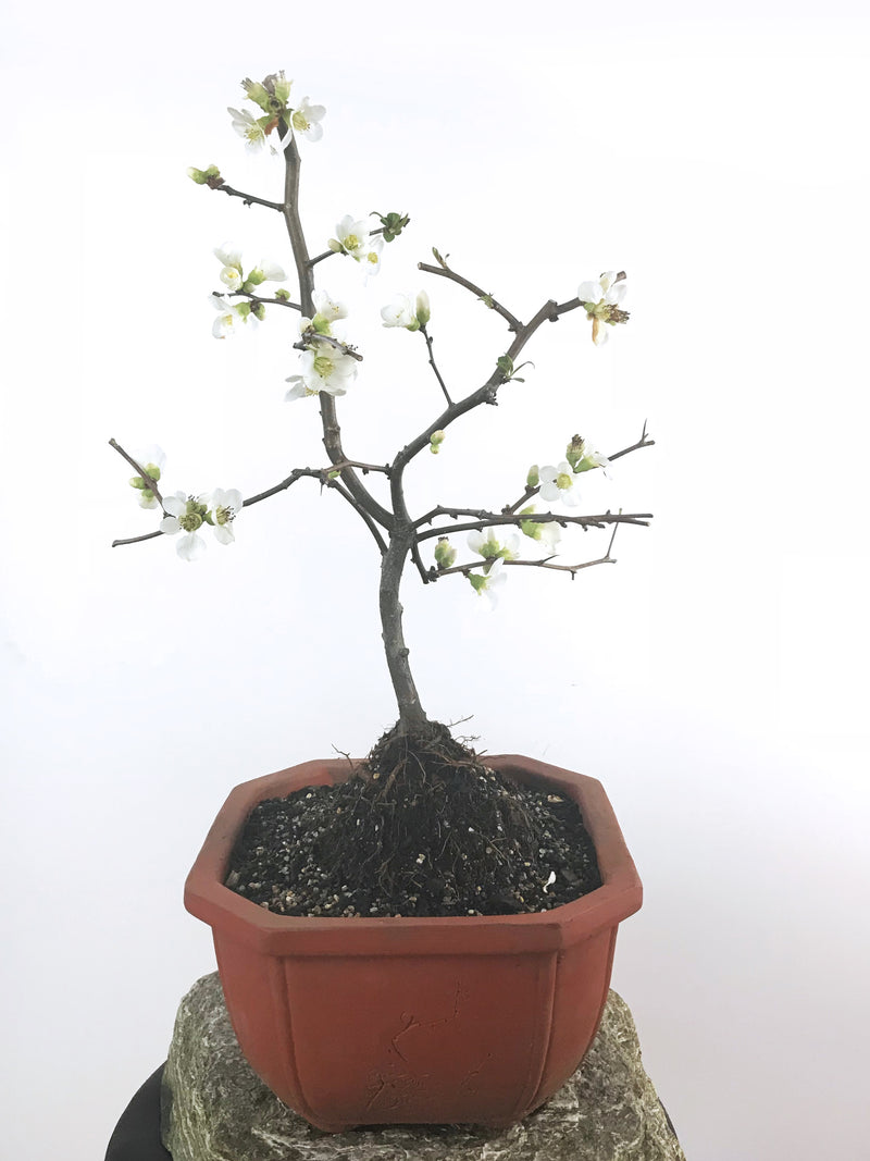 JAPANESE QUINCE (QN1808002) - MiniGardens NZ