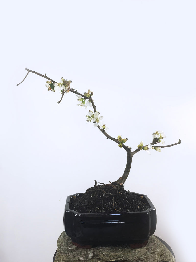 JAPANESE QUINCE (QN1808003) - MiniGardens NZ