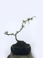 JAPANESE QUINCE (QN1808003) - MiniGardens NZ