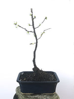 JAPANESE QUINCE (QN1808004) - MiniGardens NZ