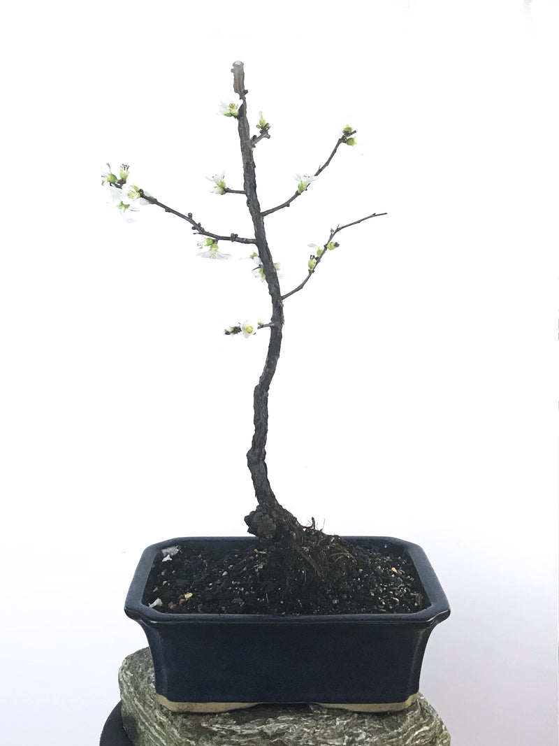 JAPANESE QUINCE (QN1808004) - MiniGardens NZ