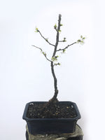 JAPANESE QUINCE (QN1808004) - MiniGardens NZ