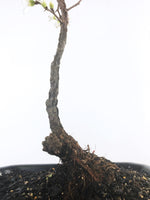 JAPANESE QUINCE (QN1808004) - MiniGardens NZ