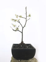 JAPANESE QUINCE (QN1808005) - MiniGardens NZ