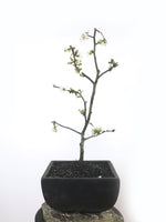 JAPANESE QUINCE (QN1808005) - MiniGardens NZ