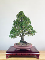 ORIENTAL SPRUCE (FORMAL STYLE)