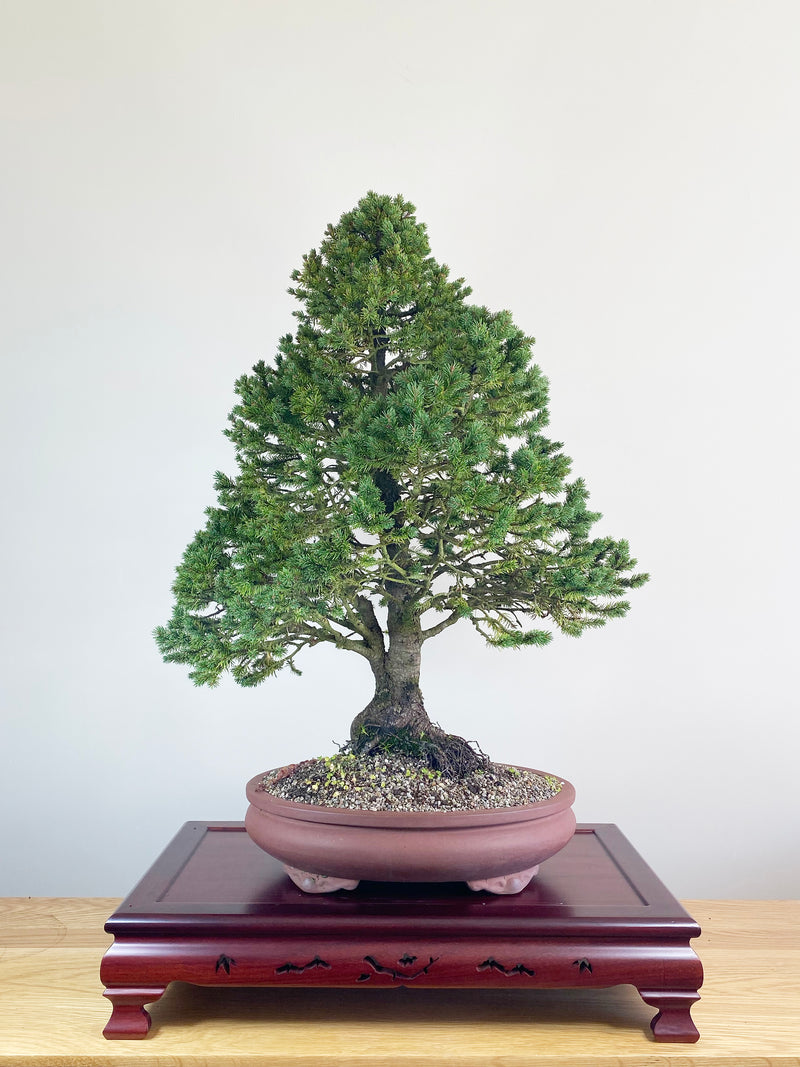 ORIENTAL SPRUCE (FORMAL STYLE)