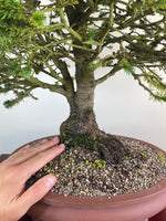 ORIENTAL SPRUCE (FORMAL STYLE)