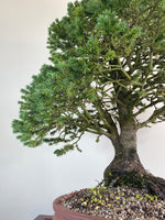 ORIENTAL SPRUCE (FORMAL STYLE)