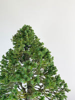 ORIENTAL SPRUCE (FORMAL STYLE)