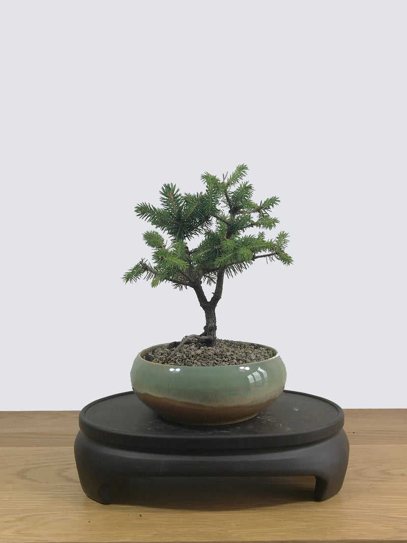 ORIENTAL SPRUCE (OS12001) - MiniGardens NZ