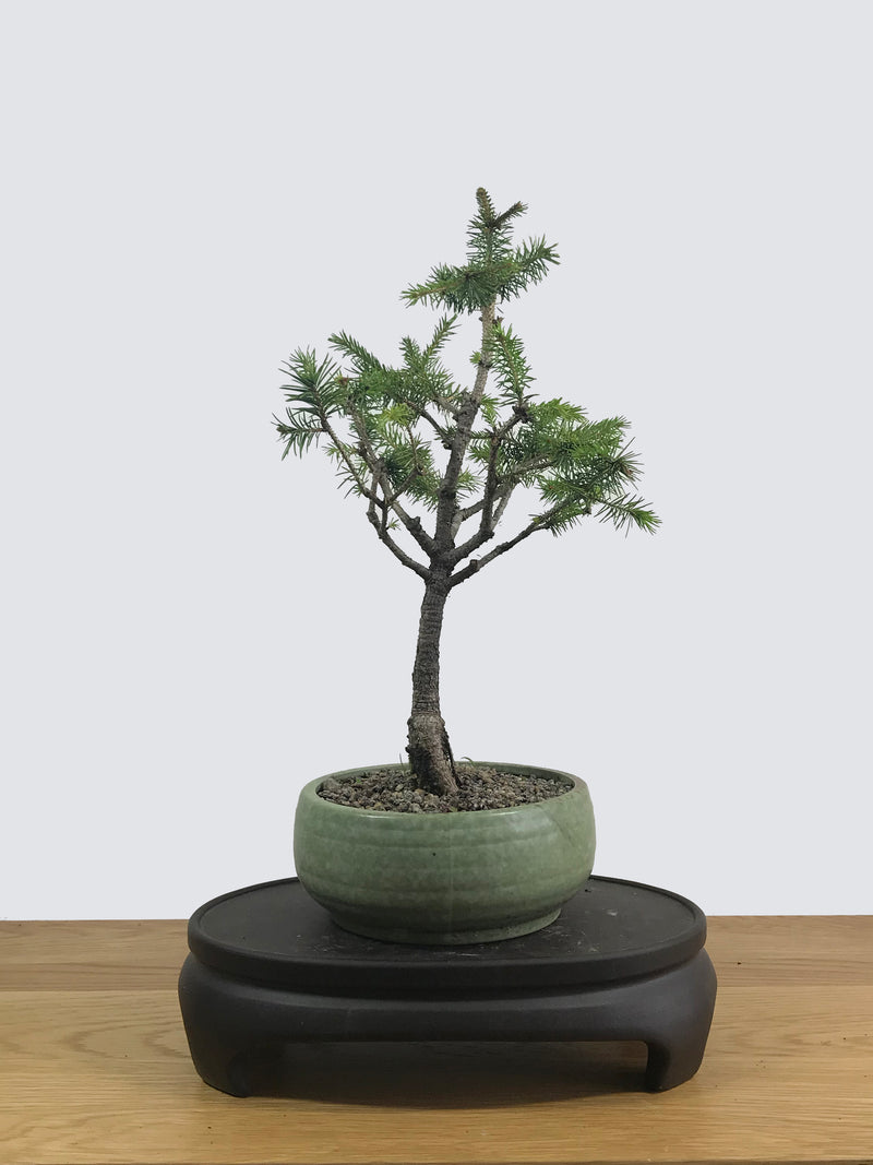 ORIENTAL SPRUCE (OS12002) - MiniGardens NZ