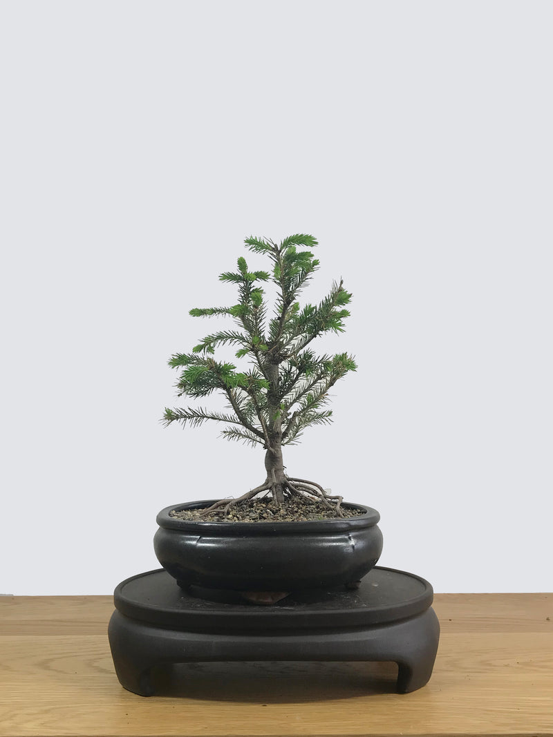 ORIENTAL SPRUCE (OS12003) - MiniGardens NZ