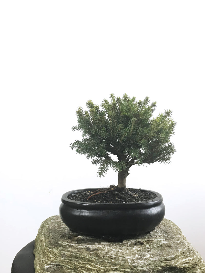 KOREAN SPRUCE (SP1808001) - MiniGardens NZ