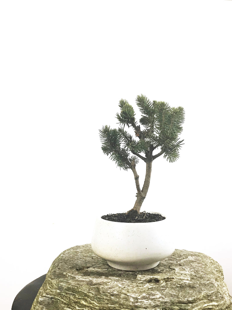 KOREAN SPRUCE (SP1808002) - MiniGardens NZ