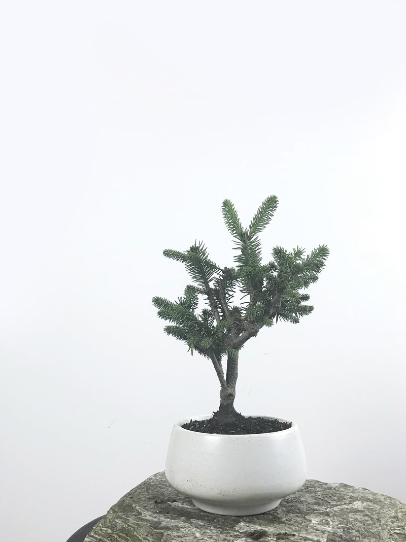KOREAN SPRUCE (SP1808003) - MiniGardens NZ