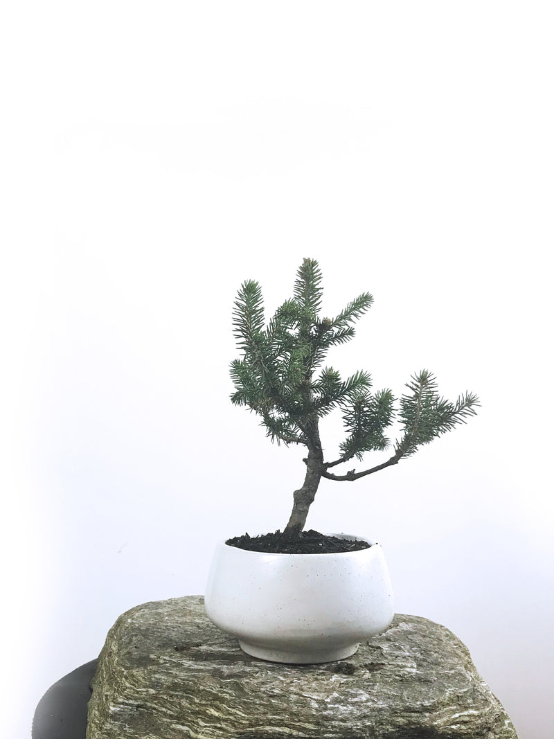 KOREAN SPRUCE (SP1808004) - MiniGardens NZ