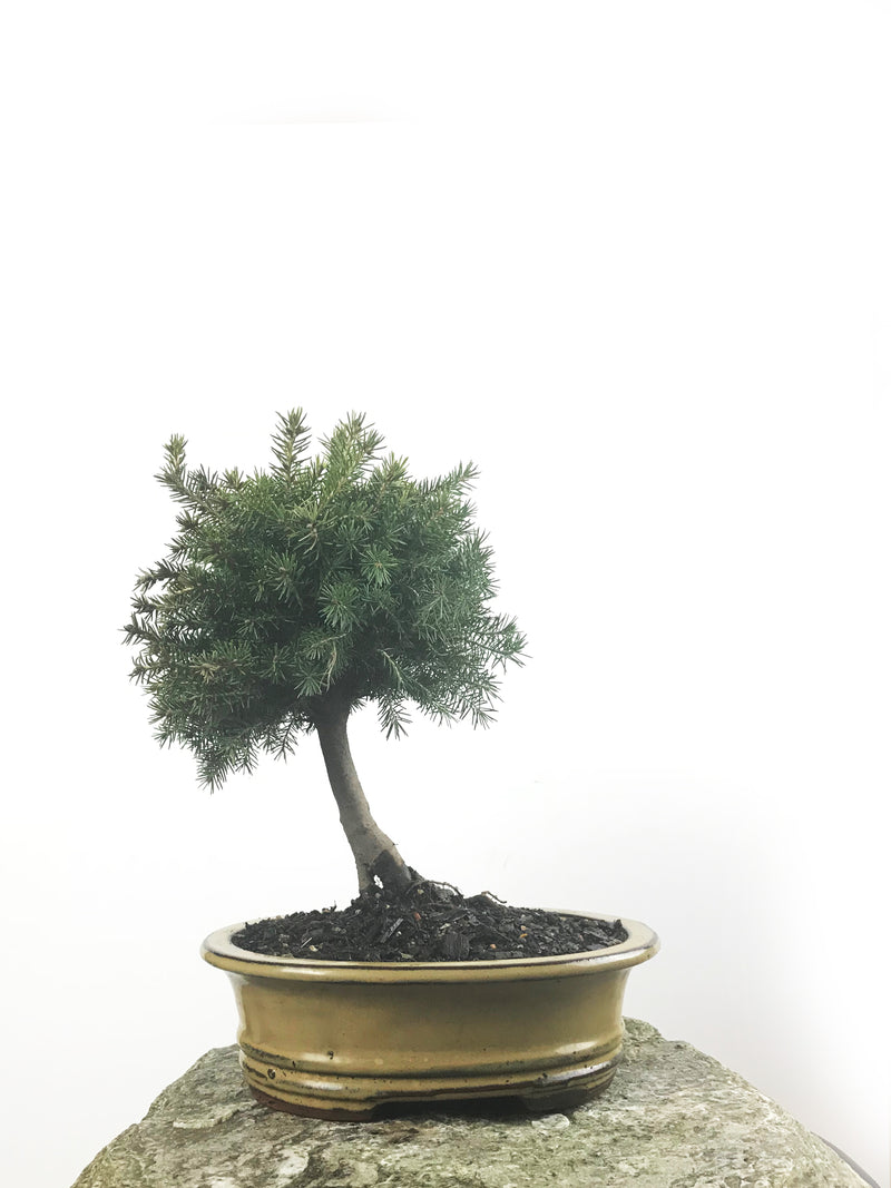 KOREAN SPRUCE (SP1808005) - MiniGardens NZ