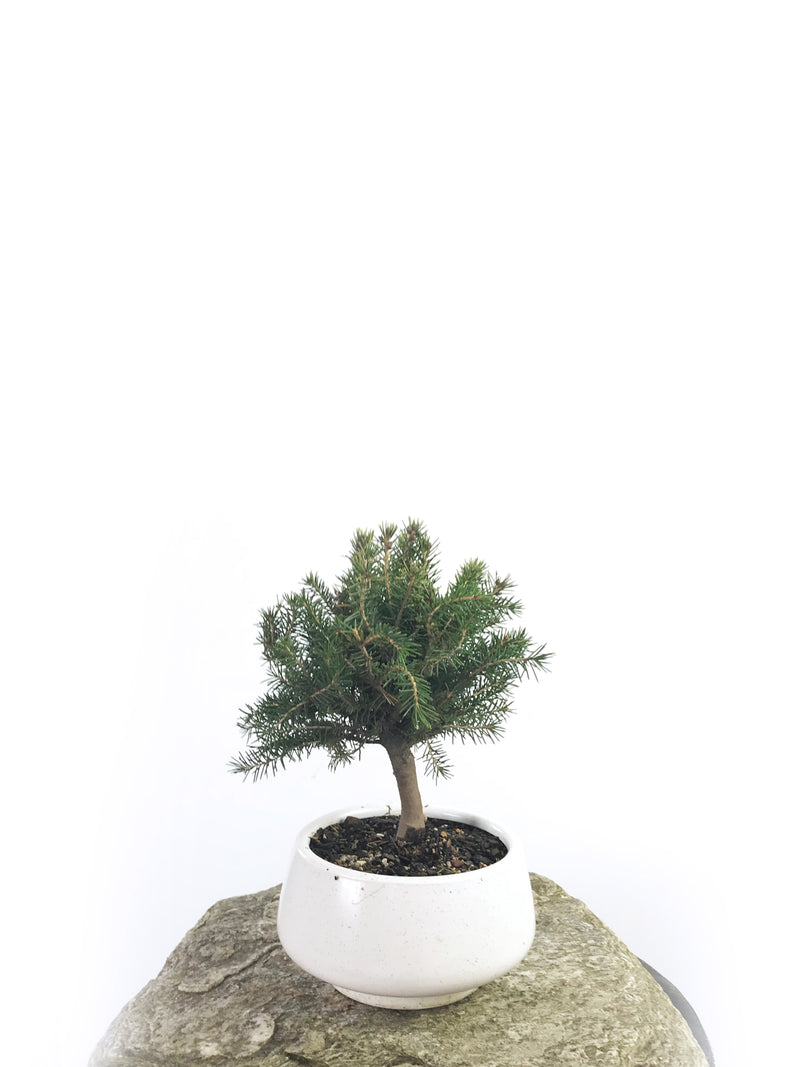 KOREAN SPRUCE (SP1808007) - MiniGardens NZ