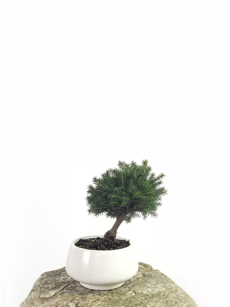 KOREAN SPRUCE (SP1808008) - MiniGardens NZ