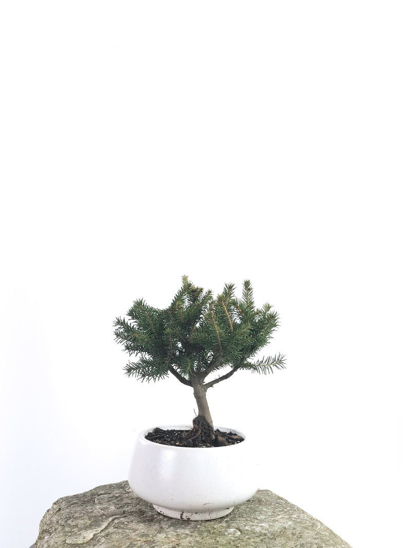 KOREAN SPRUCE (SP1808009) - MiniGardens NZ