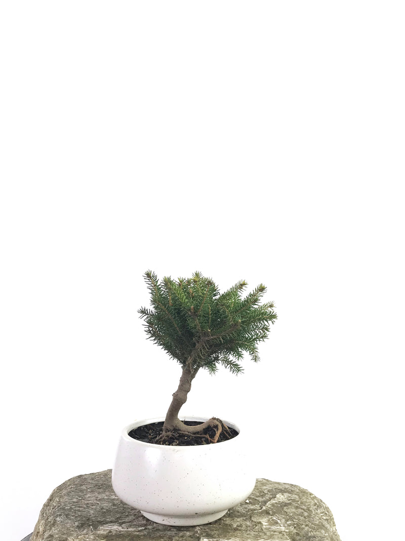 KOREAN SPRUCE (SP1808010) - MiniGardens NZ