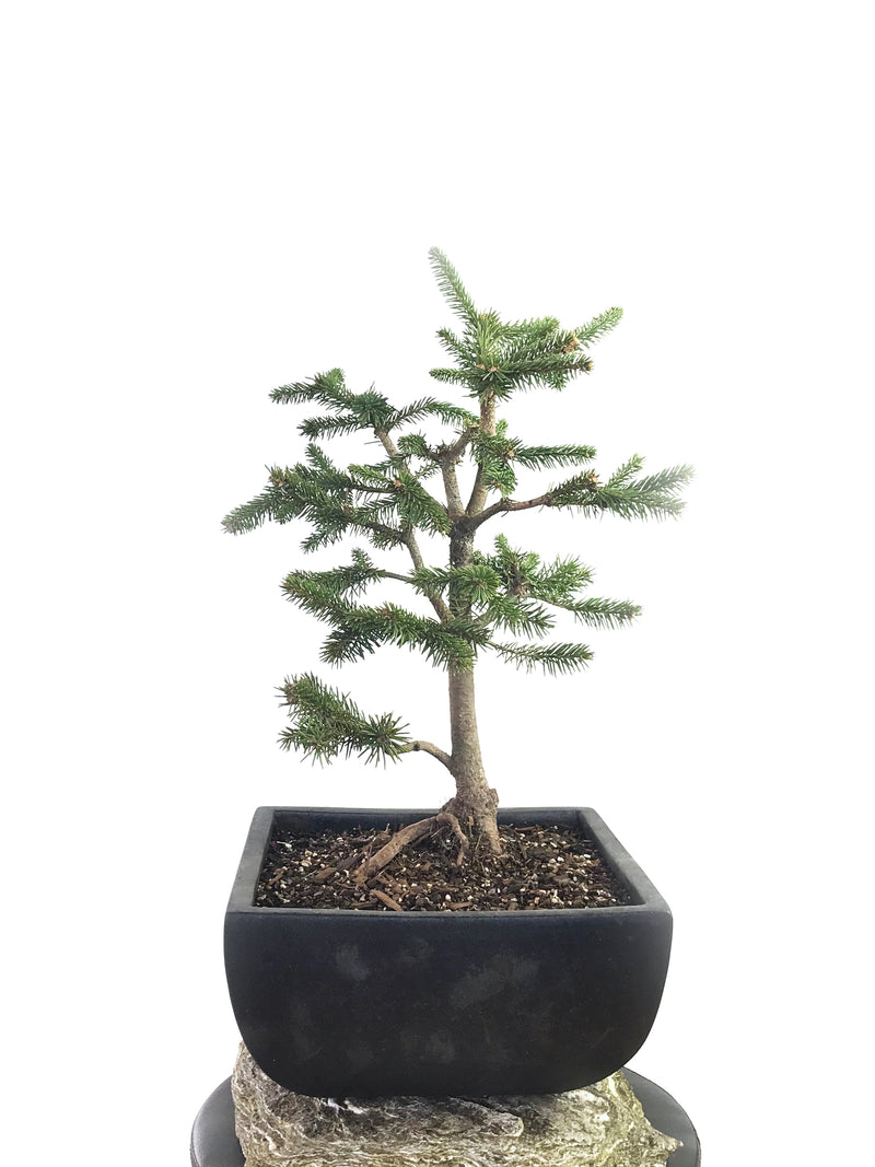 KOREAN SPRUCE (SP1808013) - MiniGardens NZ