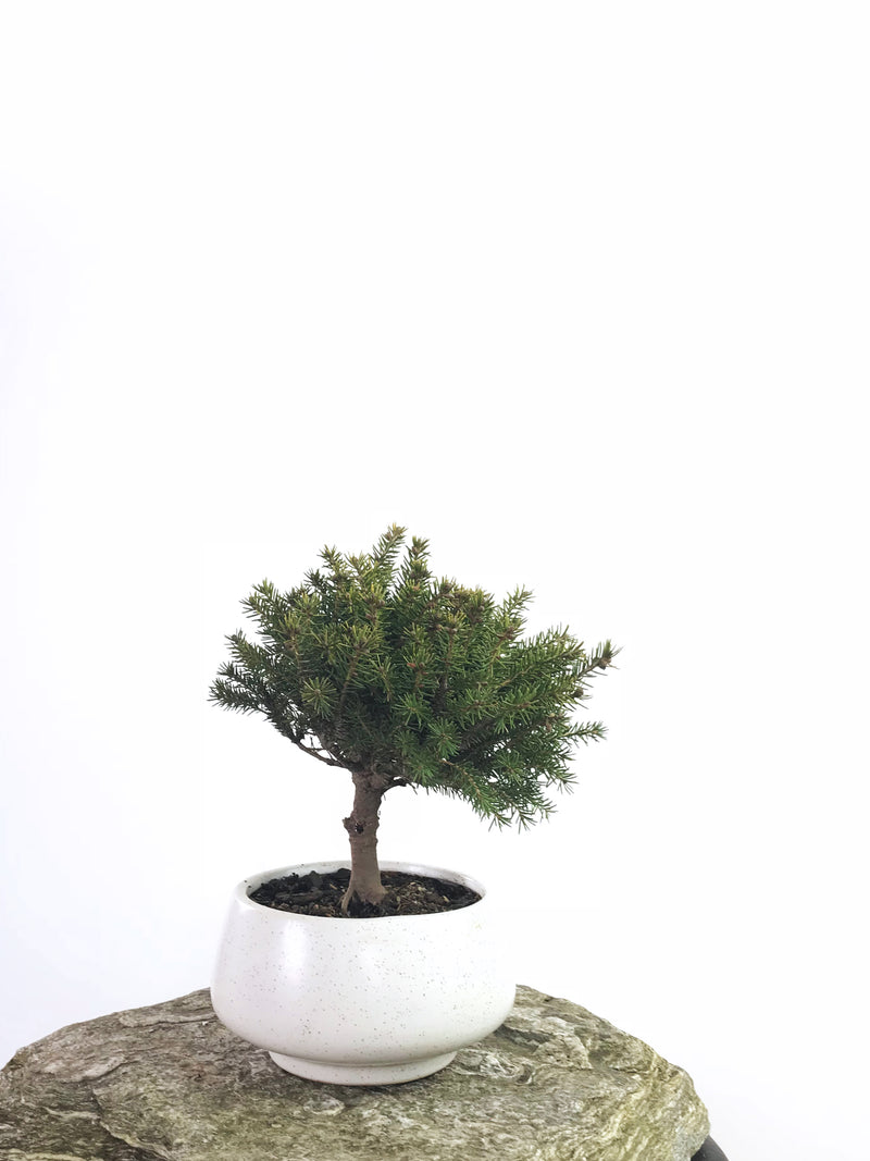 KOREAN SPRUCE (SP1808015) - MiniGardens NZ