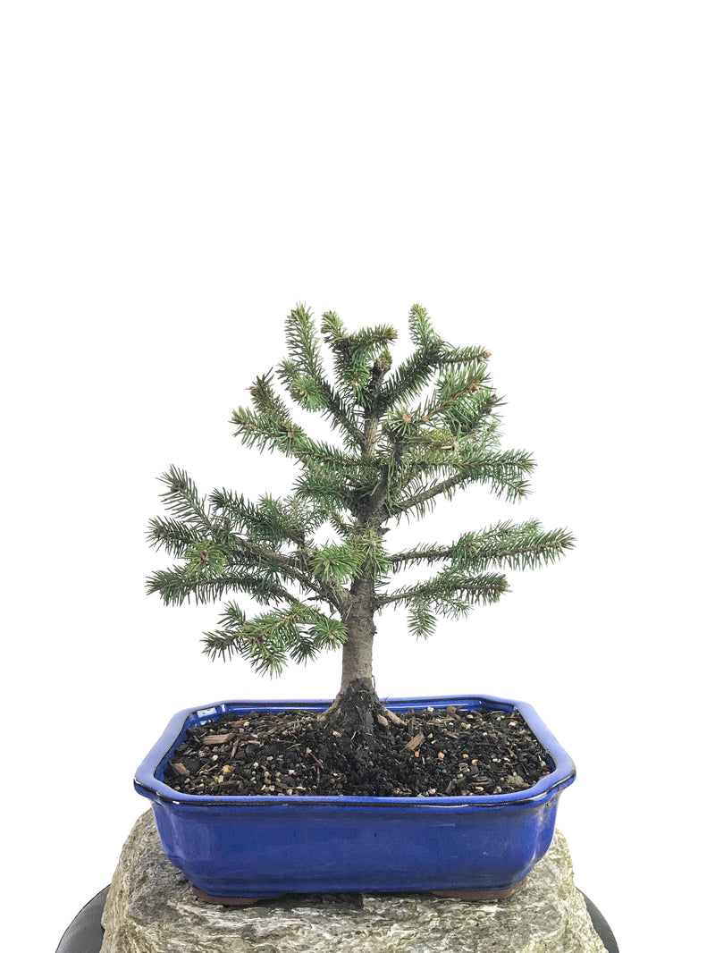 KOREAN SPRUCE (SP1808016) - MiniGardens NZ