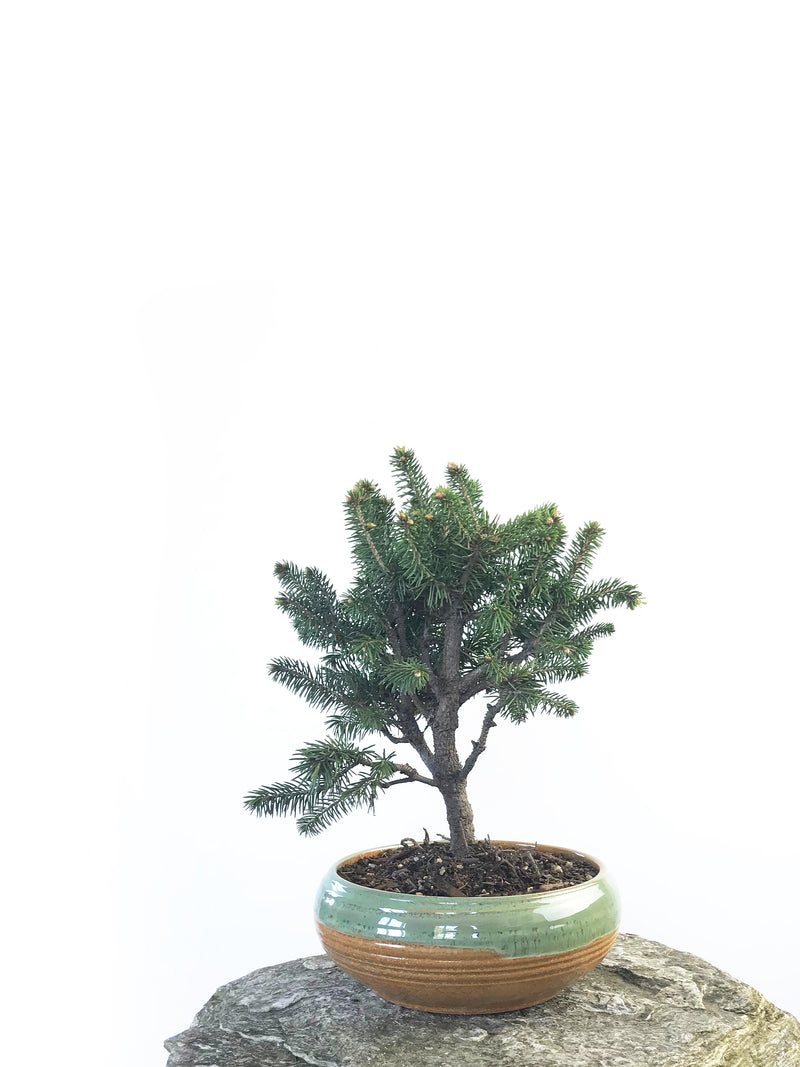 KOREAN SPRUCE (SP1808017) - MiniGardens NZ