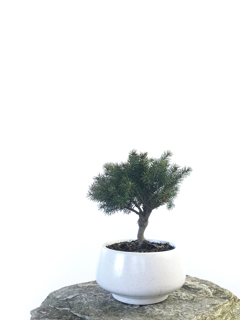 KOREAN SPRUCE (SP1808018) - MiniGardens NZ