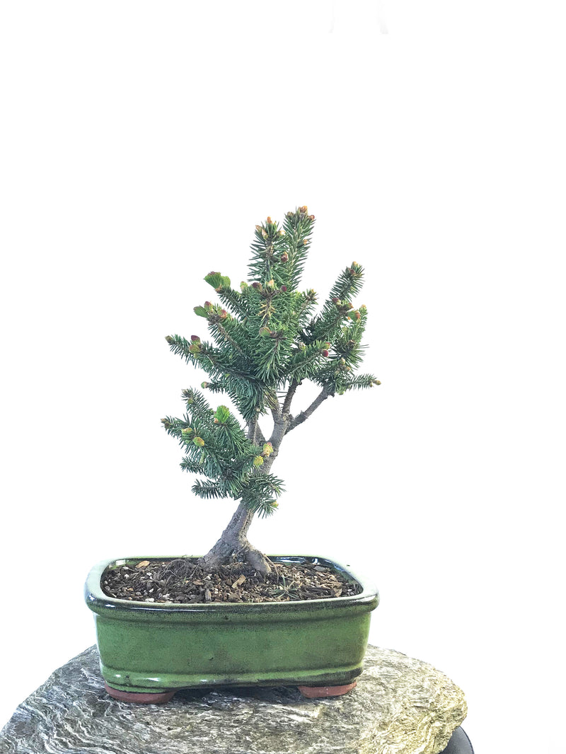 KOREAN SPRUCE (SP1808020) - MiniGardens NZ