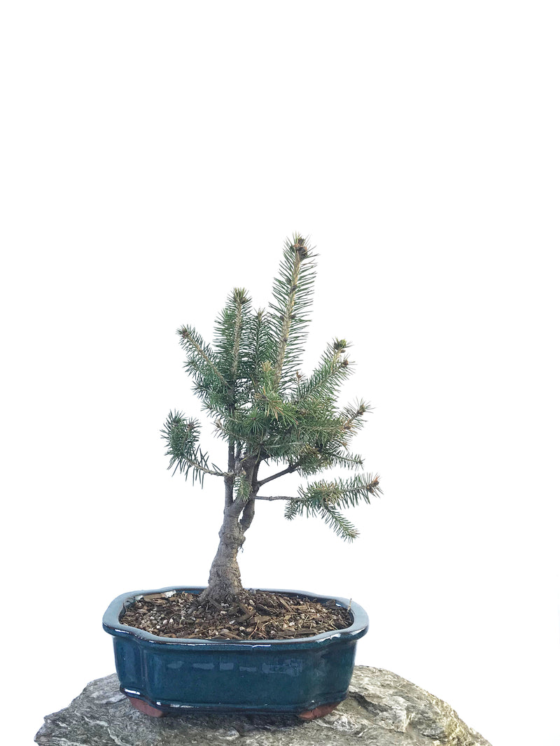 KOREAN SPRUCE (SP1808022) - MiniGardens NZ