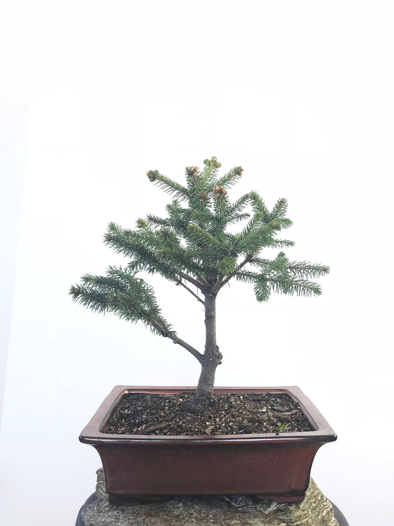 KOREAN SPRUCE (SP1808023) - MiniGardens NZ