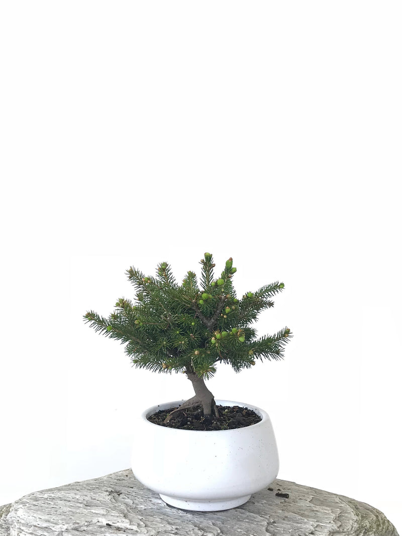 KOREAN SPRUCE (SP1808024) - MiniGardens NZ