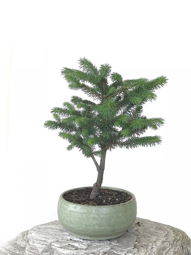 KOREAN SPRUCE (SP1808025) - MiniGardens NZ