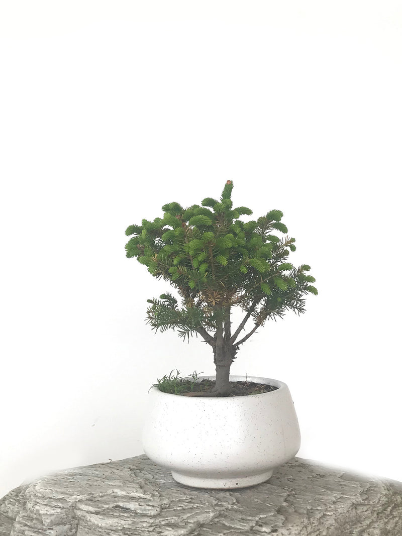 KOREAN SPRUCE (SP1808026) - MiniGardens NZ