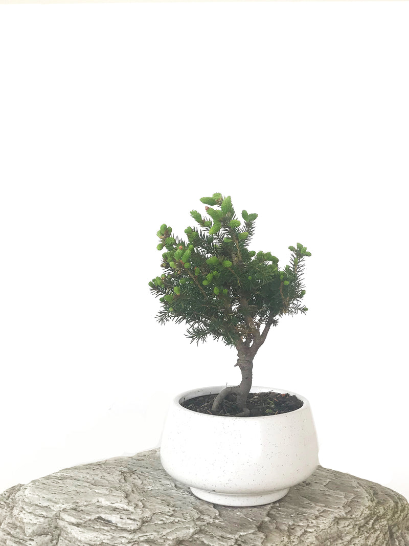 KOREAN SPRUCE (SP1808028) - MiniGardens NZ