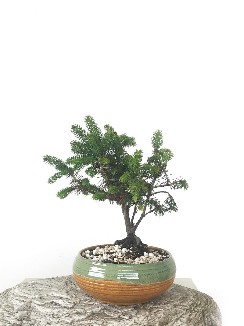 ORIENTAL SPRUCE (SP1808029) - MiniGardens NZ