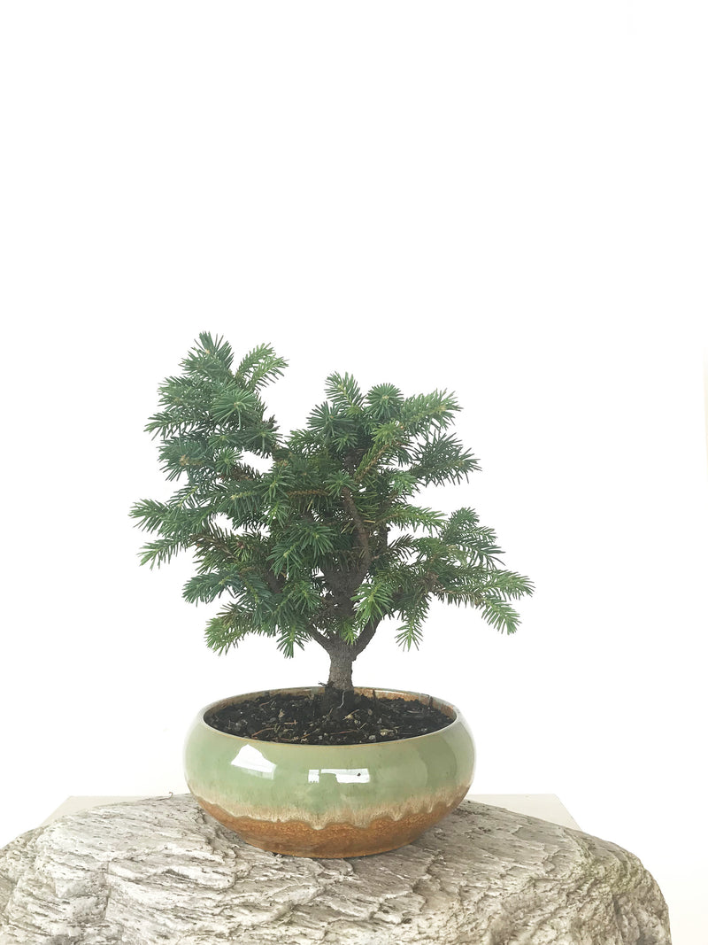 ORIENTAL SPRUCE (SP1808030) - MiniGardens NZ