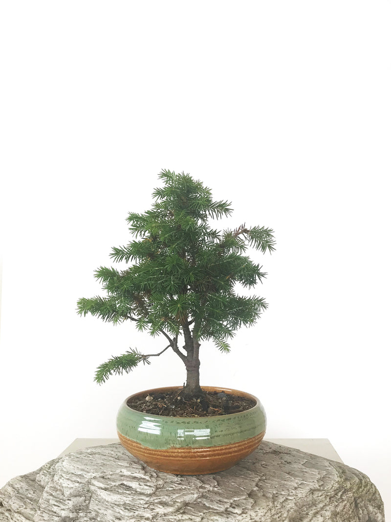 ORIENTAL SPRUCE (SP1808031) - MiniGardens NZ