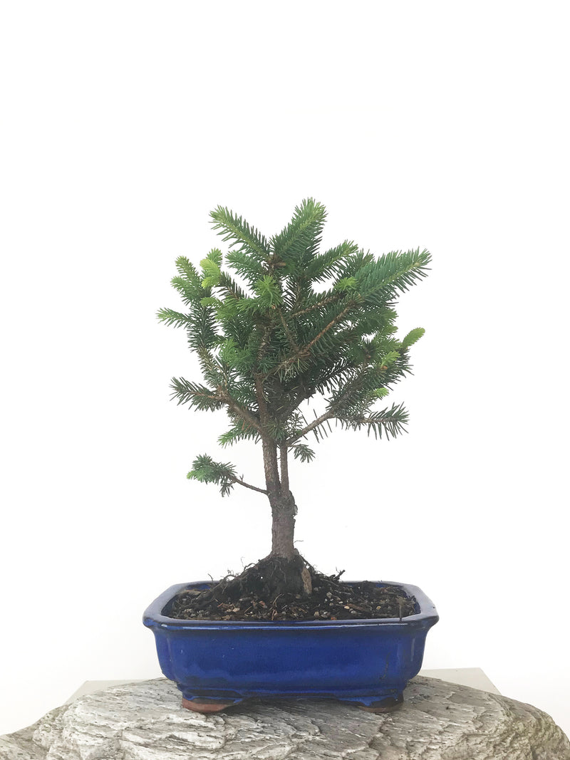 ORIENTAL SPRUCE (SP1808032) - MiniGardens NZ
