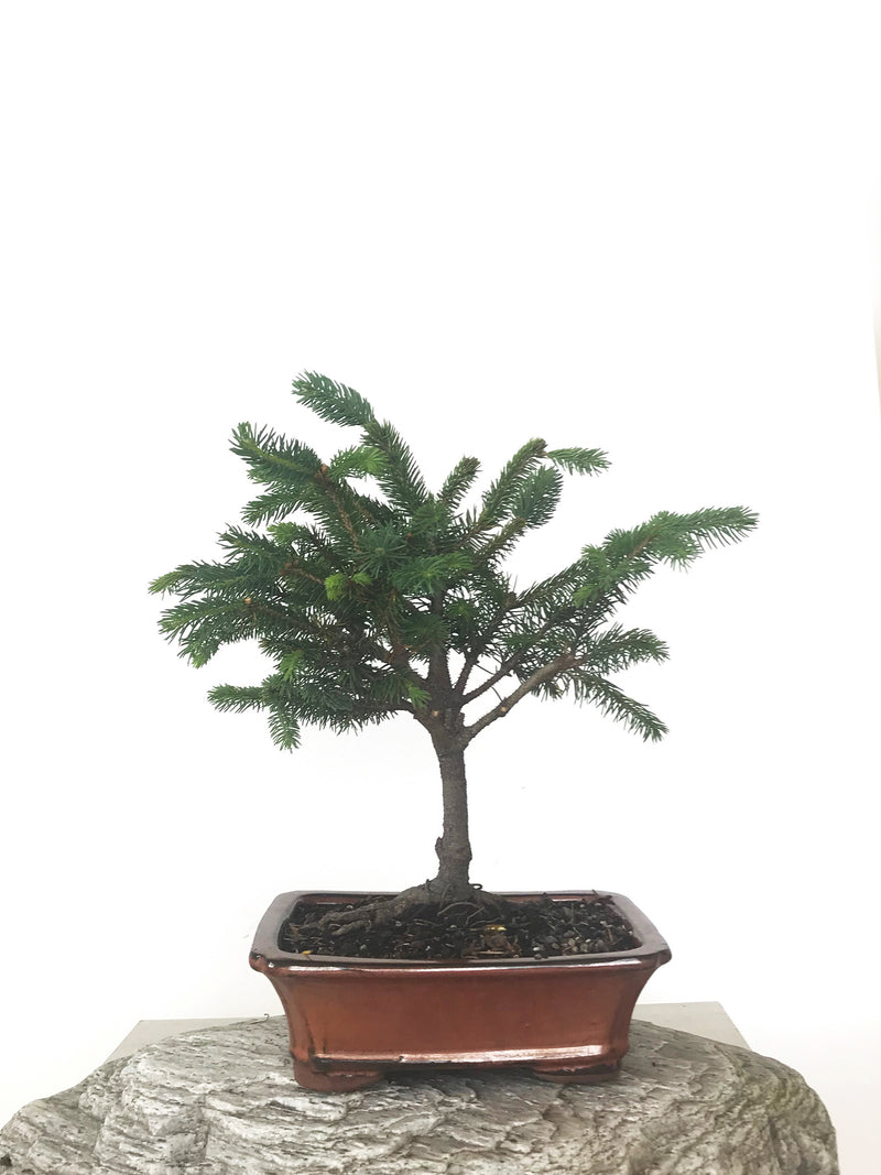 ORIENTAL SPRUCE (SP1808033) - MiniGardens NZ