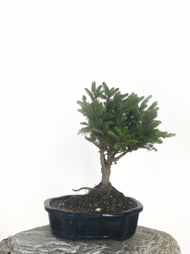 KOREAN SPRUCE (SP1808036) - MiniGardens NZ