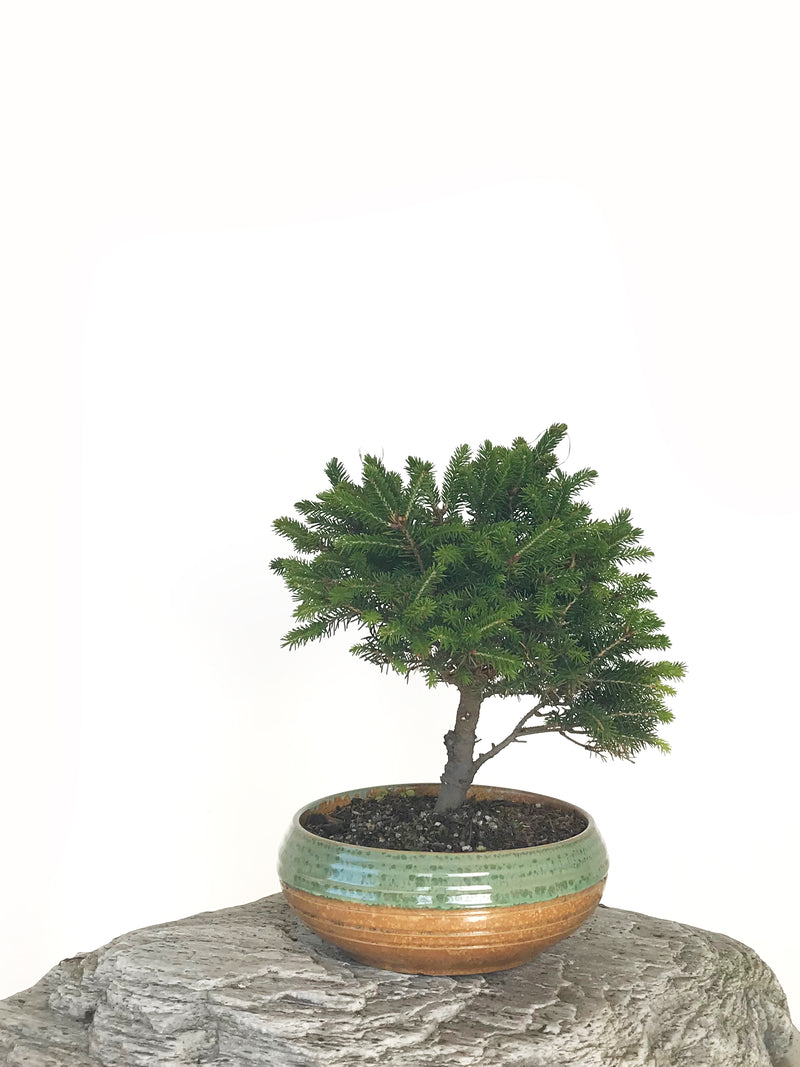 KOREAN SPRUCE (SP1808037) - MiniGardens NZ