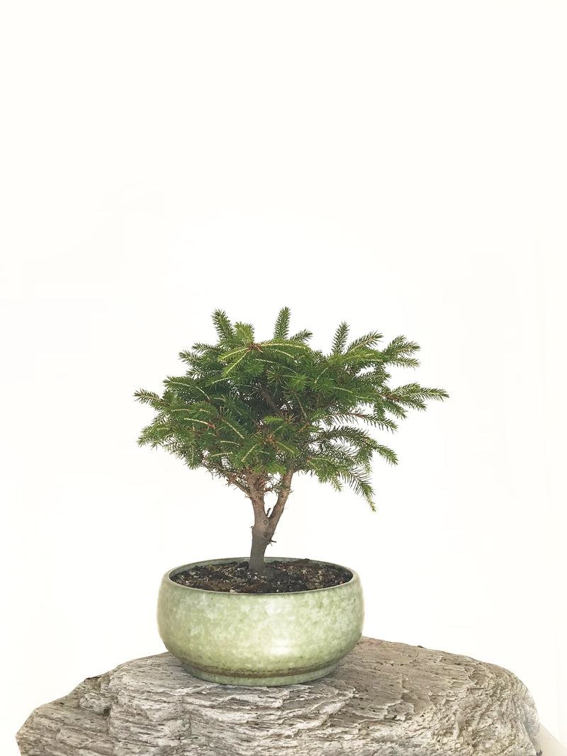 KOREAN SPRUCE (SP1808038) - MiniGardens NZ