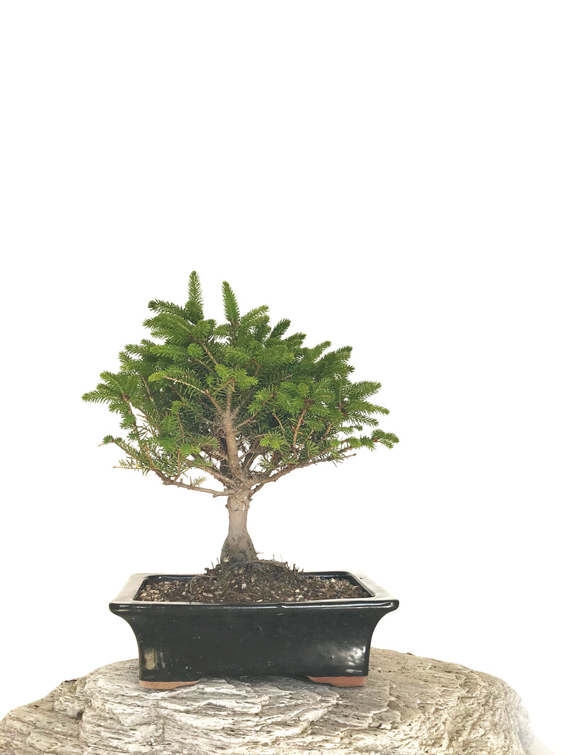 KOREAN SPRUCE (SP1808039) - MiniGardens NZ