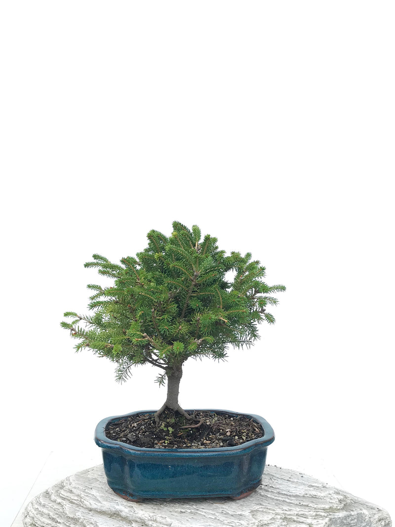 KOREAN SPRUCE (SP1903041) - MiniGardens NZ