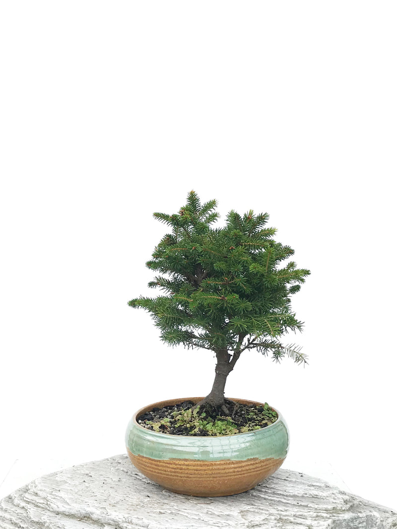 KOREAN SPRUCE (SP1903042) - MiniGardens NZ