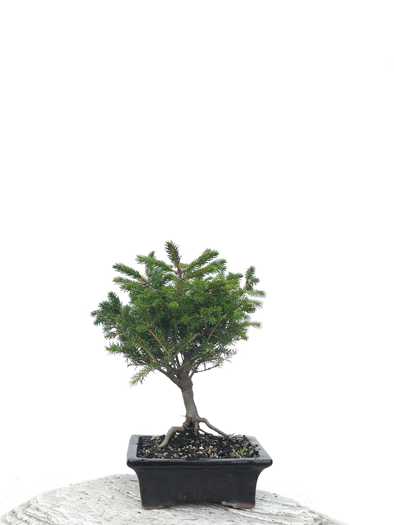 KOREAN SPRUCE (SP1903043) - MiniGardens NZ